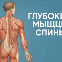 глубокие мышцы спины